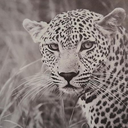 Apartamento Animalier Joigny Exterior foto